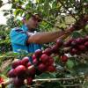 Se estima que del total de recolectores se necesitarán unos 14 mil 500 foráneos, en especial del sur del país, incluyendo Huila, Cauca y Nariño, donde ya hay menos café. En la foto, Nolberto Alzate, administrador de la finca La María.