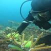 Se realizó una jornada ambiental de restauración de corales en el Parque Nacional Natural Corales del Rosario y de San Bernardo en la zona insular de Cartagena.