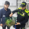 La entrega de las loras rescatadas a funcionario de Corpocaldas. 
