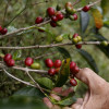 Desde abril se modificarán en Colombia los parámetros o las fórmulas de rendimiento para comprar el café.