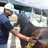 El palafrenero Bryan Jiménez cuidando el pelo de la yegua Dulce inesperada de la Marqueza de Tenjo (Cundinamarca).