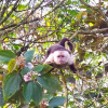 mono capuchino (Cebus capucinus)