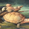 Recreación de las tortugas gigantes descubiertas en Socha, Boyacá, de la especie Puentemys mushaisaensis.