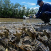 La Corporación Autónoma Regional del Valle del Cauca (CVC) liberó boas, tortugas, babillas, cangrejos azules y loras frentirrojas en Buenaventura.