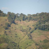 Poco a poco los cultivos van desplazando al bosque debido a la tala de árboles en Anserma (Caldas).