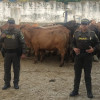 Los animales recuperados por la Policía.