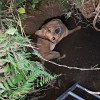 La mascota cayó en un hueco de dos metros. En el sitio ya han tenido que rescatar otras mascotas.