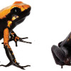 La Phyllobates bezosi fue nombrada así en honor del generoso multimillonarios Jeff Bezos. La Phyllobates samperi lleva el apellido del científico colombiano Cristian Samper, presidente y director ejecutivo de la sociedad para la conservación de la vida silvestre para 65 países.