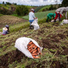 Con subsidios a la tasa de interés y periodos de gracia, Finagro y el Banco Agrario buscan acelerar la compra de tierras. Repase el abecé para acceder al beneficio que impulsa la reforma agraria, también  conocida como Reforma Rural Integral (punto 1 del acuerdo de paz firmado con las Farc).