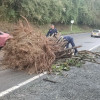 El árbol que se desprendió en la antigua vía Manizales - Chinchiná, por el Tablazo. 