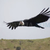 Cóndor sobrevolando en la vía Manizales - Murillo