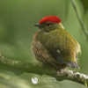 Saltarín rayado o dulce de anís (Machaeropterus striolatus)