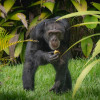 La operación para trasladar a Yoko, el chimpancé que ha vivido en Risaralda desde 2018, al santuario en Brasil se hará entre diciembre de 2024 y enero de 2025