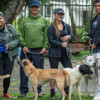 Desde la Alcaldía de Manizales se han realizado varias jornadas en busca de que la comunidad adopte animales como perros y gatos. 
