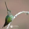El colibrí picoespada (Ensifera ensifera) 