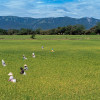 Cómo la ciencia de datos está salvando los cultivos de arroz en los Llanos Orientales