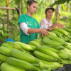 Cada semana, una empresa caldense produce 10 toneladas de plátano, apetecidas en Medellín y Bogotá. Convirtió una inversión inicial de $80 millones en ventas anuales de $700 millones. Viaje a África.
