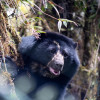 Tamá, el oso andino en proceso de liberación, murió durante su traslado de Guasca (Cundinamarca) a Cúcuta.