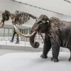 Los mamuts y los mastodontes eran más lentos que el resto de seres vivos de su época, junto a los dinosaurios saurópodos, según una investigación.