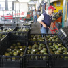 México lidera la exportación de aguacate a Estados Unidos. Su consumo se incrementará por el tradicional guacamole que acompaña el Super Bowl. Colombia compite.