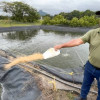Óscar Alberto Cardona Rivera, egresado del Sena y beneficiario del Fondo Emprender, lidera un proyecto piscícola en Guarinocito, centro poblado en La Dorada.