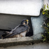 Juan Carlos Cano fotografió el 6 de febrero el halcón peregrino (Falco peregrinus) en el Parque de la Mujer de Manizales. 