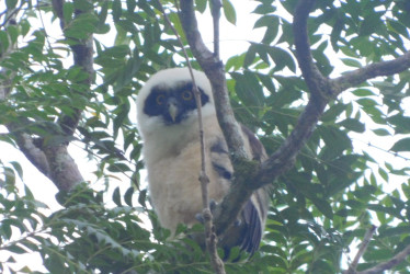 El polluelo de búho de anteojos (Pulsatrix perspicillata) avistado a principios de este mes en el parque de Pueblo Nuevo (Pensilvania).