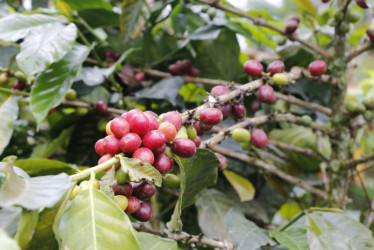 Producción de café cayó un 12 % en octubre por las lluvias