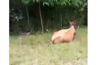 Invadieron la cancha de Las Coles, en Pácora