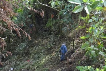 bosque Camino de la Palma Real