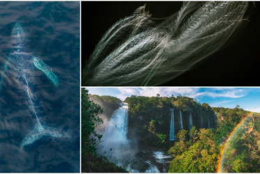 Las fotografías ganadores en las tres categorías del concurso.