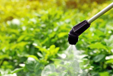 La Corte Constitucional ordenó que se suspenda "de manera inmediata" la comercialización de químicos agropecuarios con el componente activo clorpirifós (CPF) por los riesgos que puede tener en la salud y la vida, informó el alto tribunal.