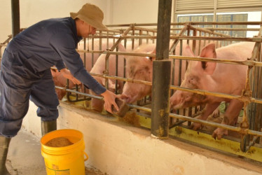 Según Heiver Piedrahíta Rincón, encargado del área de porcinos de la granja del Sena Caldas, desde el destete hasta el sacrifici