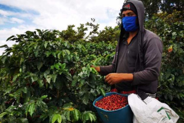100 años hablando de café y 18 del Panorama Cafetero 