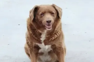 Él es Bobi, a quien recibió el Récord Guinnes como el perro más viejo del mundo.
