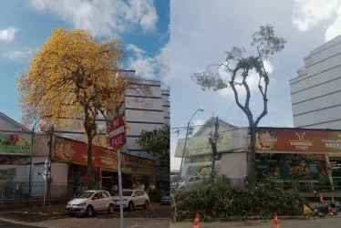 Así lucía el guayacán en febrero de este año, así quedó hoy después de la poda. 