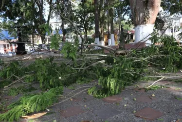 En Salamina las ramas de algunos árboles cayeron sobre el parque del Cementerio y el parque de Bolívar.