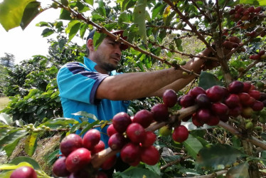 Se estima que del total de recolectores se necesitarán unos 14 mil 500 foráneos, en especial del sur del país, incluyendo Huila, Cauca y Nariño, donde ya hay menos café. En la foto, Nolberto Alzate, administrador de la finca La María.