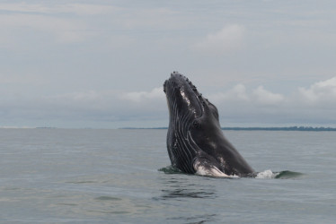 Un ballenato se exhibe ante los turistas durante un salto.