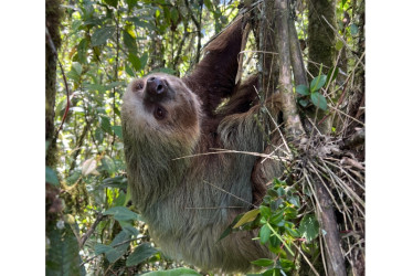 Este es el perezoso rescatado. Es de la especie Choloepus Hoffmanni.