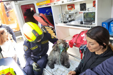 La mujer y la mascota fueron auxiliadas por Bomberos de Manizales luego del conato de incendio en Villa Pilar.