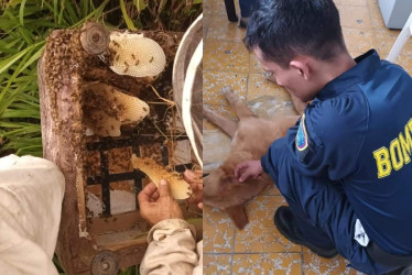 El enjambre de abejas y el perro que sufrió picaduras en Victoria. 