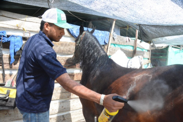 El palafrenero Bryan Jiménez cuidando el pelo de la yegua Dulce inesperada de la Marqueza de Tenjo (Cundinamarca).