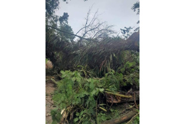 Varios árboles fueron arrancados de raíz a causa de los fuertes vientos. La vía que conecta con la parte alta de la vereda La Loma estuvo cerrada varias horas.