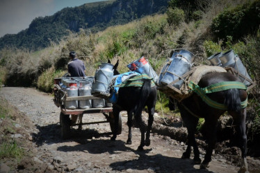 Carga de leche en Villamaría, Caldas (foto). Los lecheros en Caldas no tienen suficientes compradores, a pesar de que la temporada de lluvia aumenta la producción. La Gobernación ofrece tres soluciones.