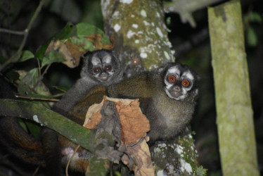 Monos nocturnos (Aotus lemurinus) registrados el viernes, 19 de julio, en la Universidad de Manizales. 