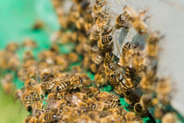 enjambre de abejas