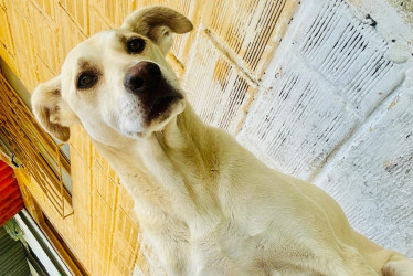 Serrucho es la mascota de una adulta mayor, pero un ciudadano que la entregó, asegura ser su propietario.