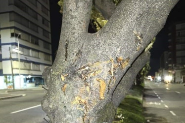 Un árbol ubicado en el separador ha sido testigo de las tres muertes en moto que se han registrado desde el 2022 en El Triángulo.