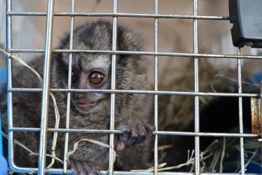 El mono nocturno quedó en manos de Corpocaldas para su valoración y recuperación.